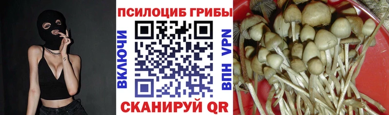 Псилоцибиновые грибы Psilocybine cubensis  Мончегорск 